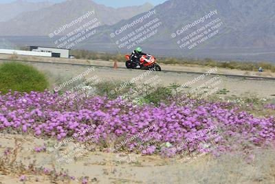 media/Feb-04-2023-SoCal Trackdays (Sat) [[8a776bf2c3]]/Turn 15 Inside Blooming (1050am)/